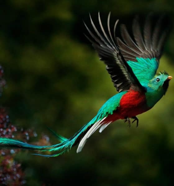Portada. El Quetzal, un ave majestuosa. Imagen: archivo