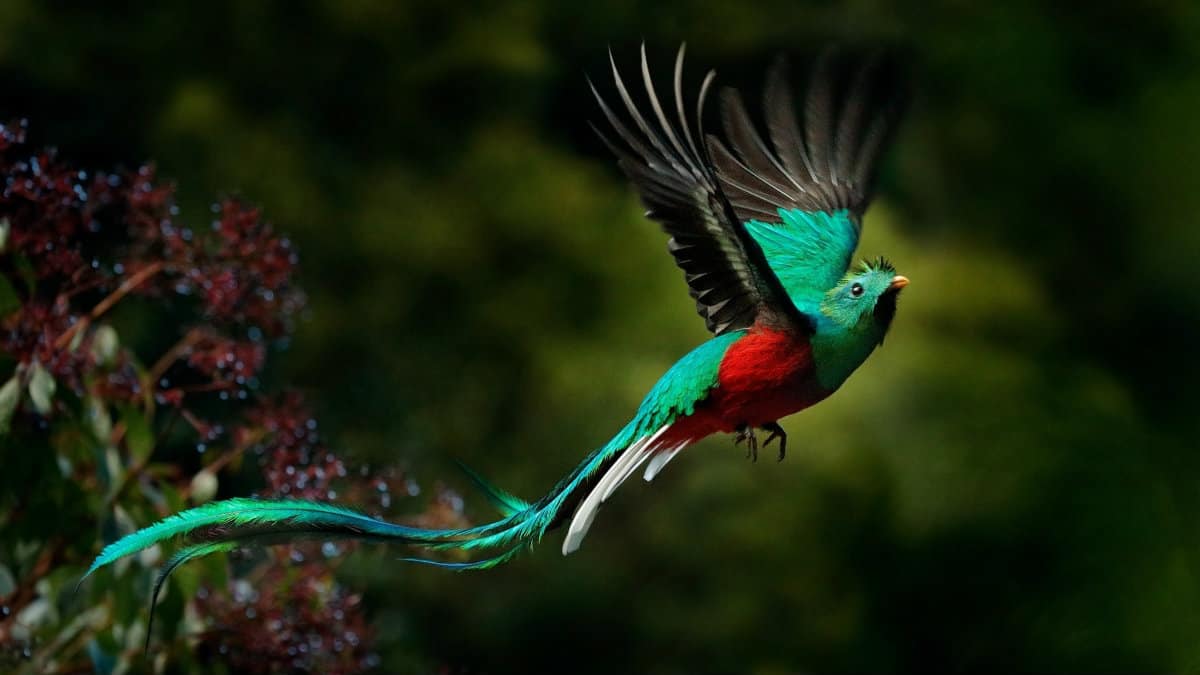 Portada. El Quetzal, un ave majestuosa. Imagen: archivo