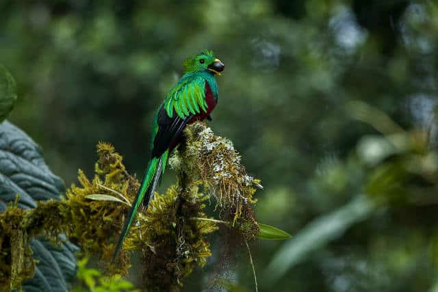 quetzal comiendo foto Francesco Veronesi