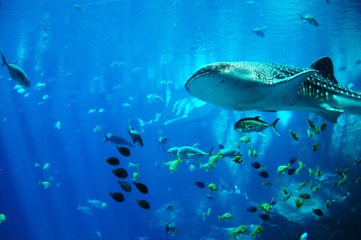 Con una variedad de tiburones. Foto Domingo Trejo