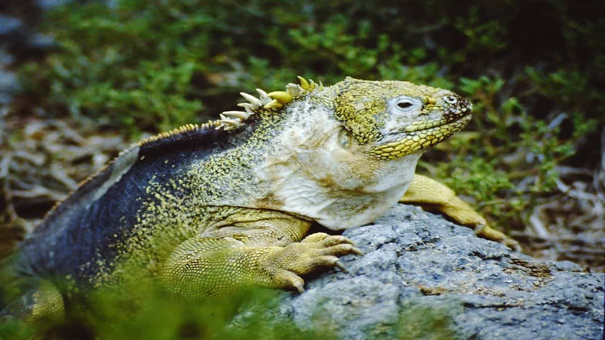 Iguana de Galápagos. Foto: francescobovolin