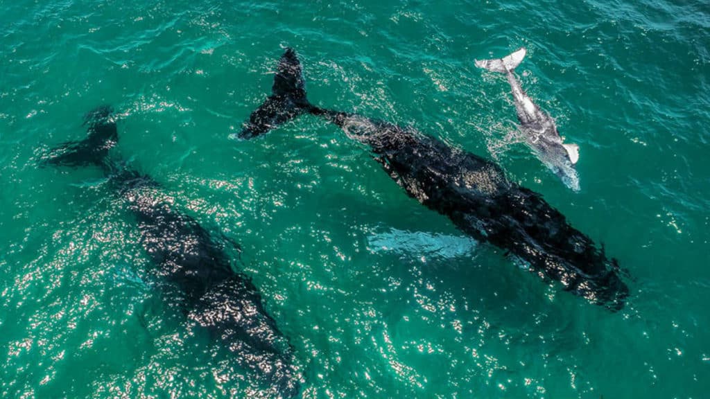 Portada.Dron capta ballenas jorobadas.Foto.Twitter
