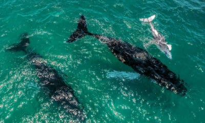 Portada.Dron capta ballenas jorobadas.Foto.Twitter