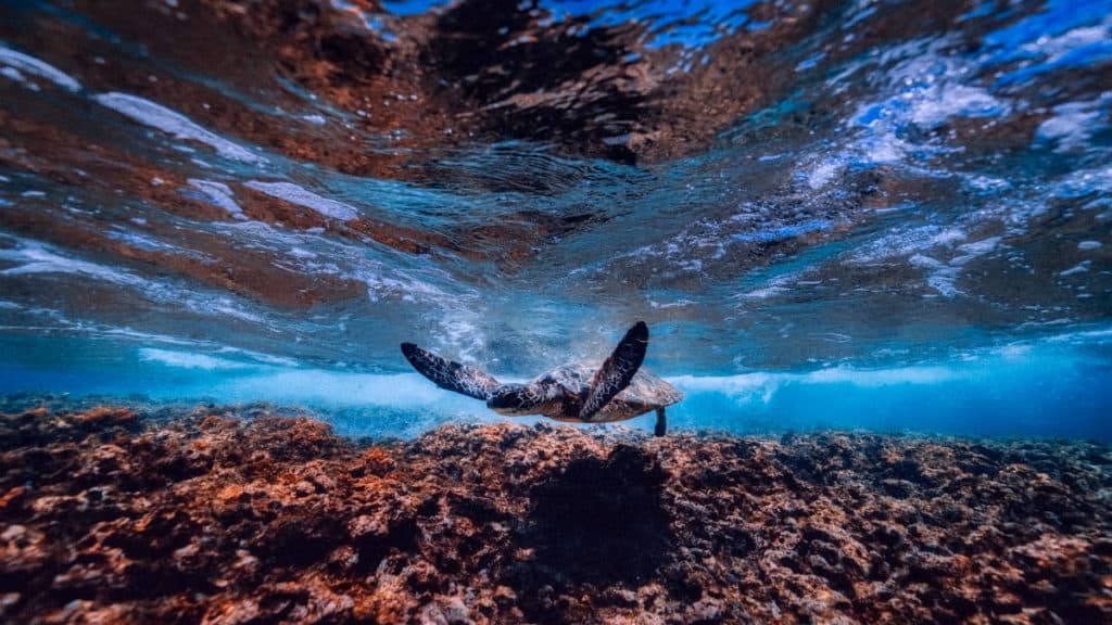 Portada.Ruta de la tortuga marina en Oaxaca.Foto.Pixabay