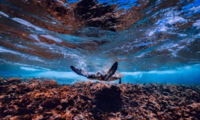 Portada.Ruta de la tortuga marina en Oaxaca.Foto.Pixabay