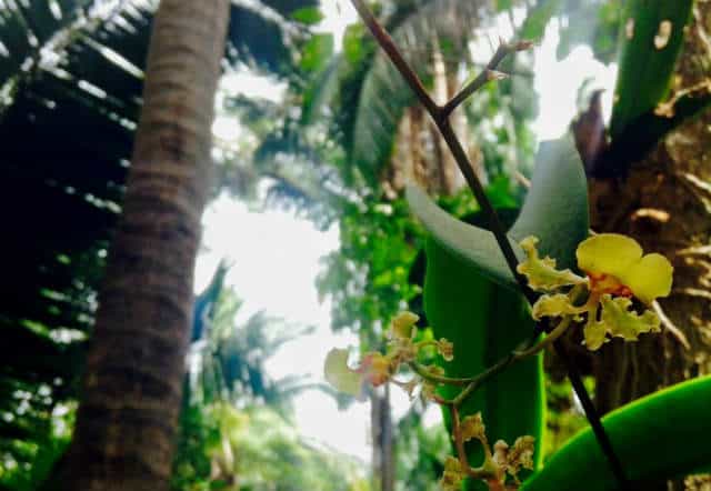 San pancho orquideario lo de perla