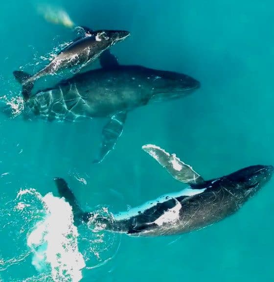 familia de Ballenas Jorobadas en Hawai