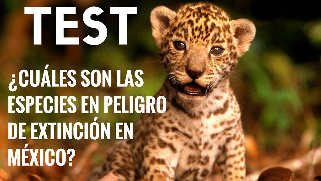 test especies en peligro de extinción mexico
