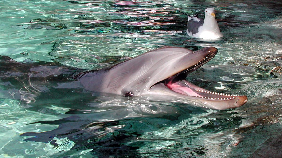 Delfín arrebata iPad. Foto Sheila Sund