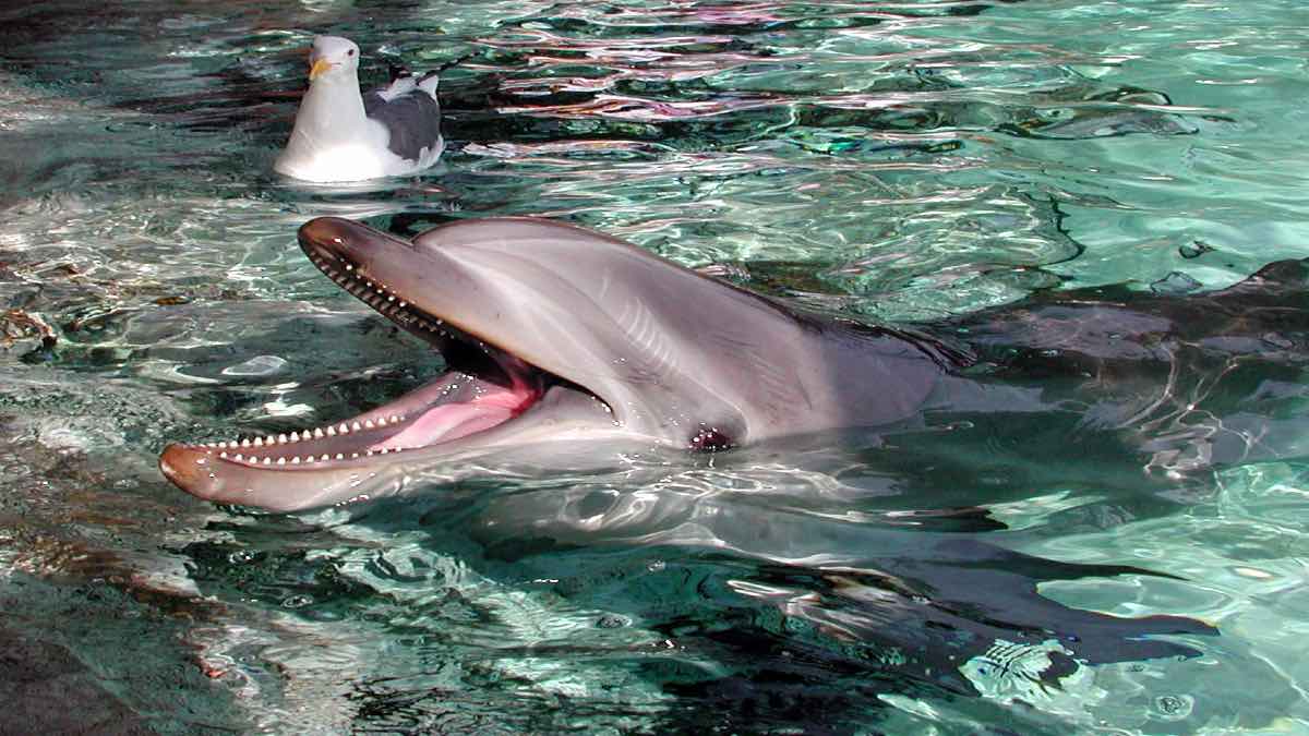 Delfín arrebata iPad. Foto Sheila Sund