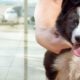 Sobrecargo adopta perro callejero. Foto: Obras Expansión