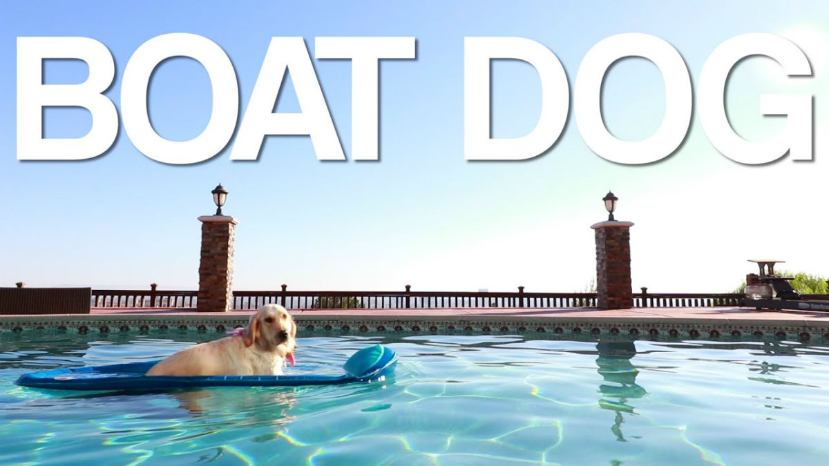 video boat dog. Foto por YouTube.