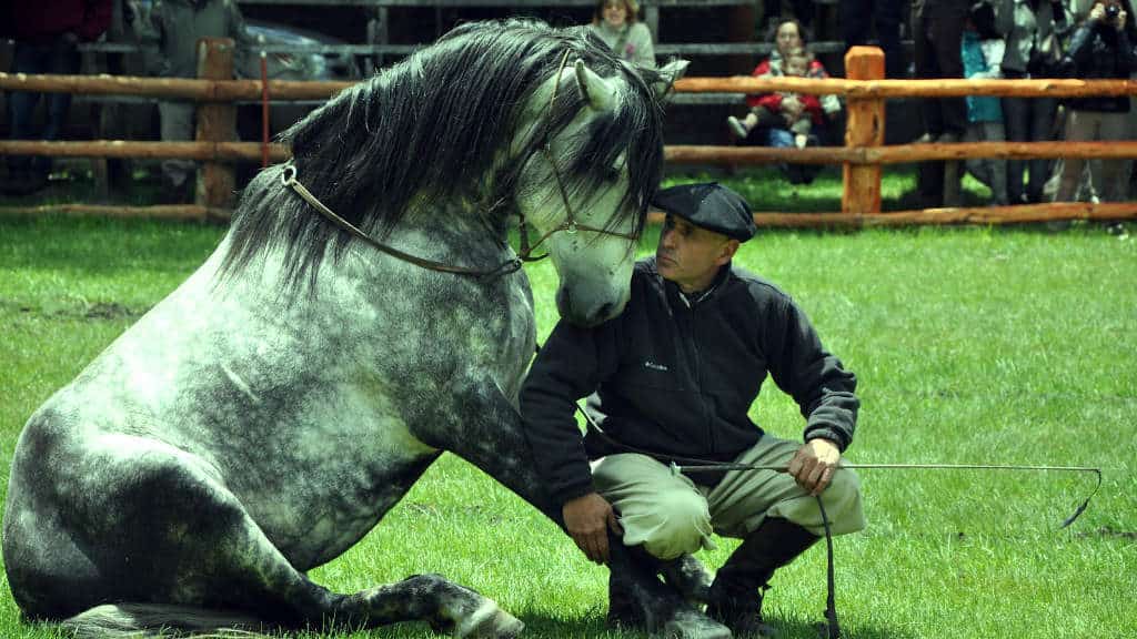 caballo lusitano queretaro