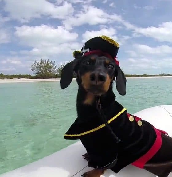 perro salchicha navegador crusoe