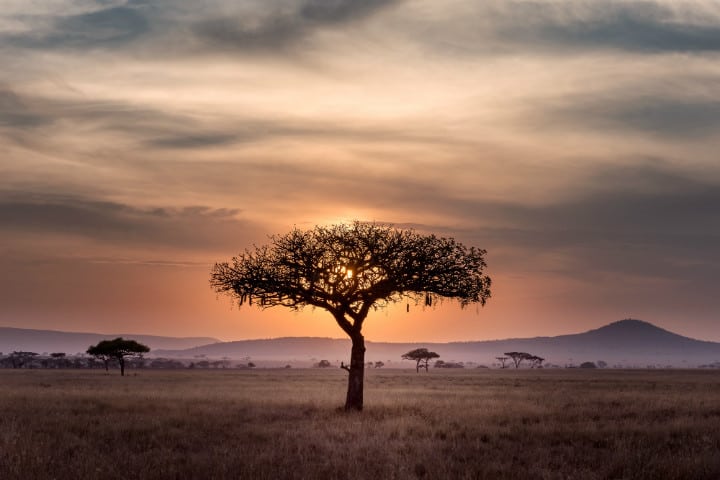 En el precioso parque de Serengueti se lleva a cabo la gran migración Foto Hu Chen