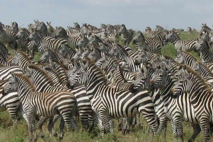 Imagina observar a cientos de miles de zebras acompañando a los ñus en esta gran migración Foto Archivo