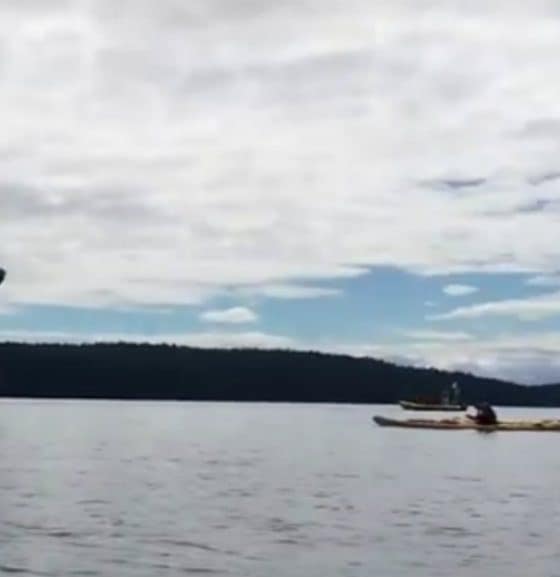 ballena canada