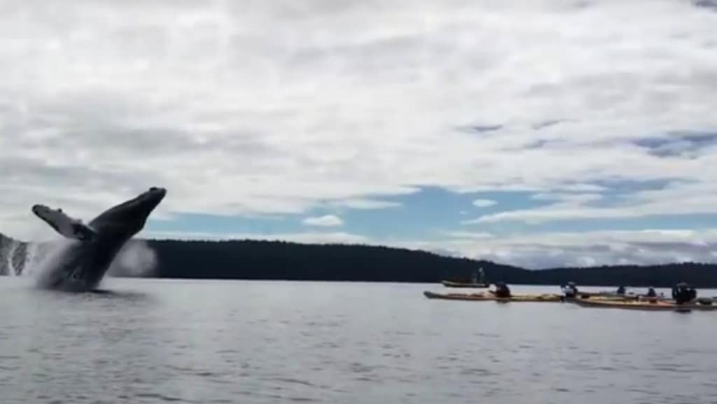 ballena canada
