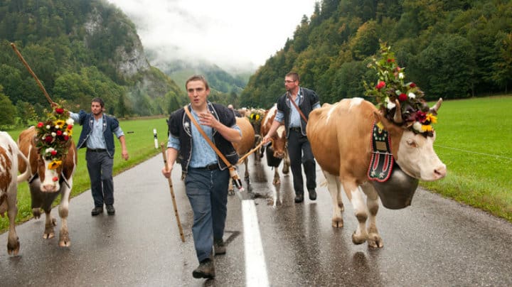desalpe-suiza-3