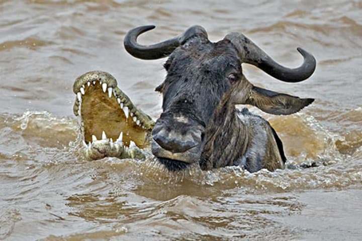 migracion-serengeti-3