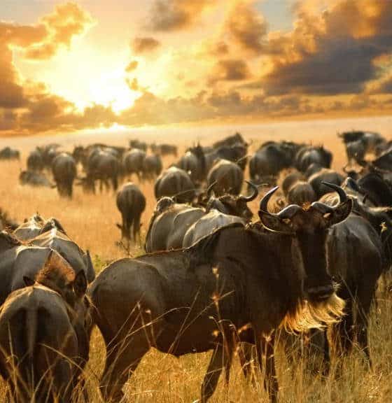migracion-serengeti-4