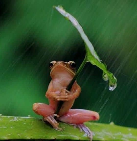 rana-lluvia-lugares para disfrutar