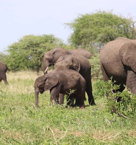 Serengeti elefantes. Foto. Sofia Zubiria