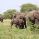 Serengeti elefantes. Foto. Sofia Zubiria