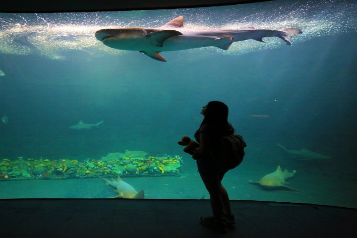 sorprendente-acuario-de-veracruz-foto-mexico-ruta-magica-3