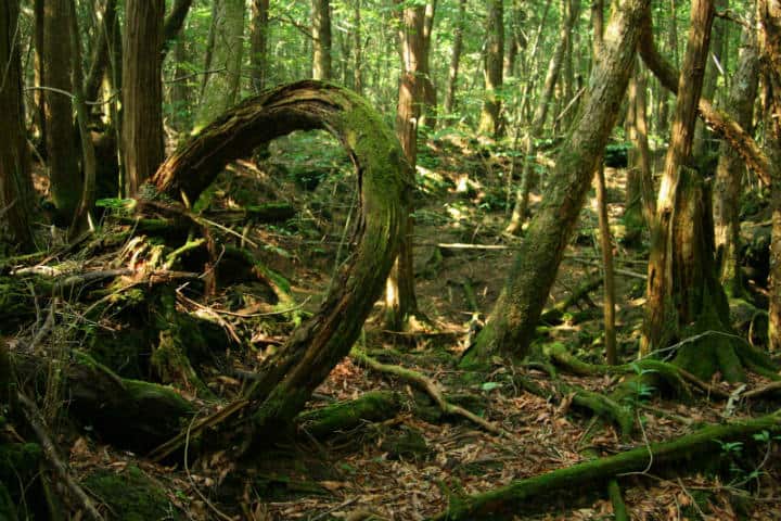 aokigahara