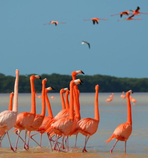 Flamencos-rosados-yucatan-portada-foto-jet-news-portada