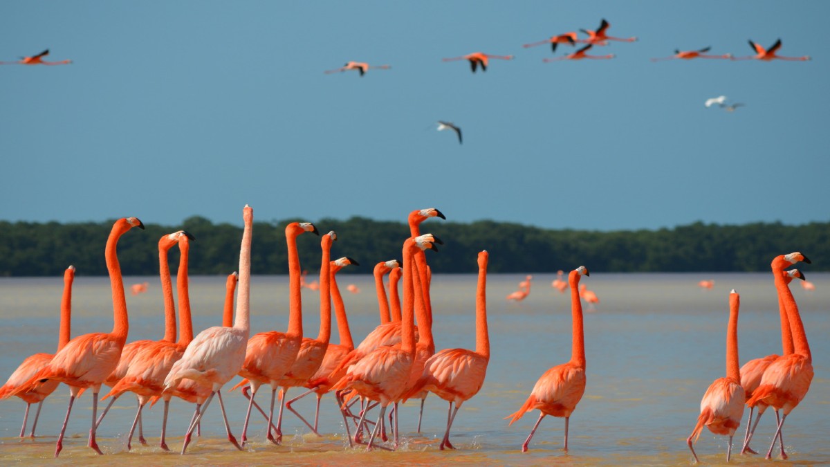 Flamencos-rosados-yucatan-portada-foto-jet-news-portada