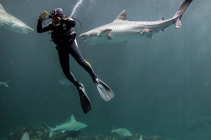 Tiburones Foto Acuario de Veracruz FB.