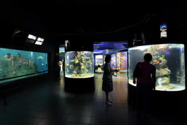 Descubriendo el sorprendente Acuario de Veracruz | El Souvenir