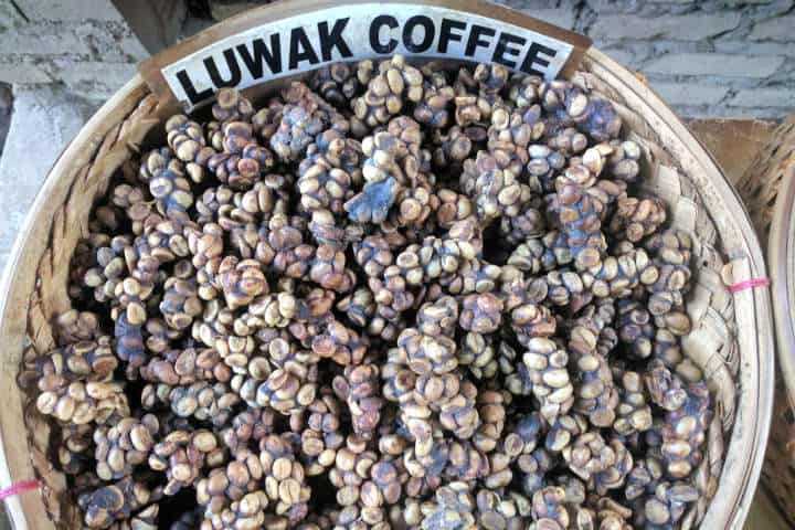 kopi-luwak-indonesia-18