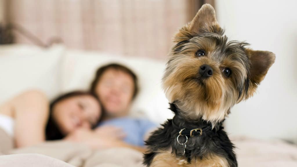 petfriendly