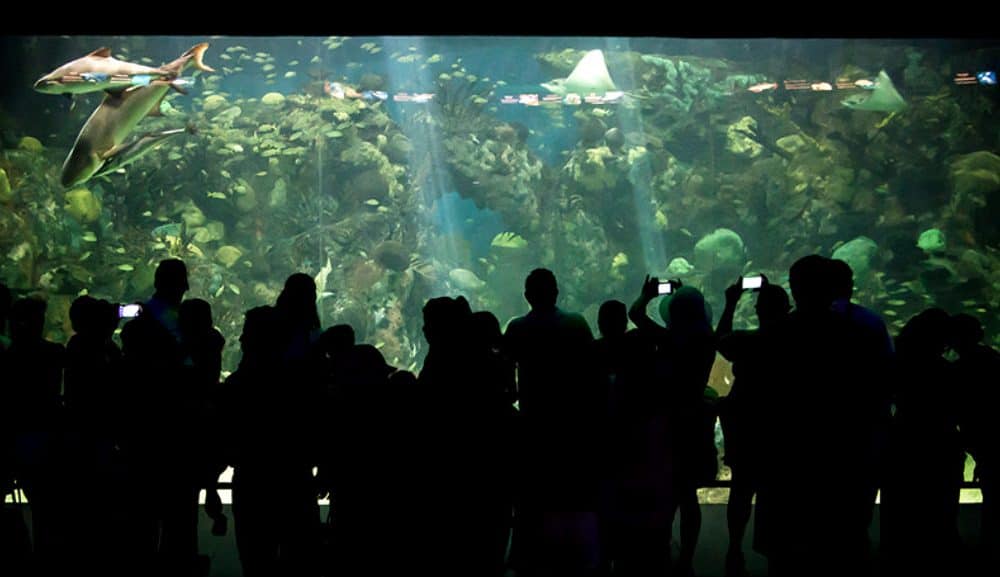 Descubriendo el sorprendente Acuario de Veracruz