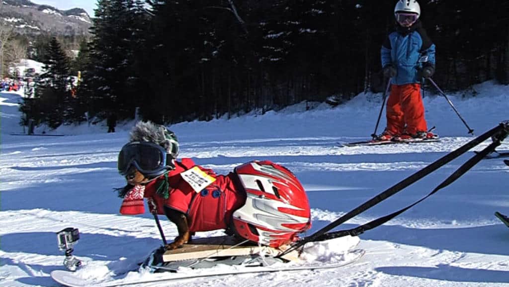 skiis-for-dogs