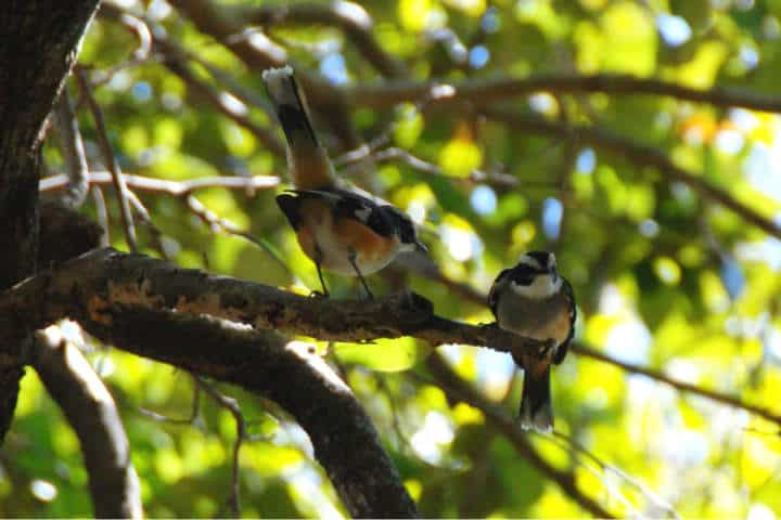 contoy-isla-de-las-aves-5