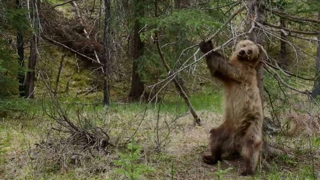 osos-bailadores-bbc