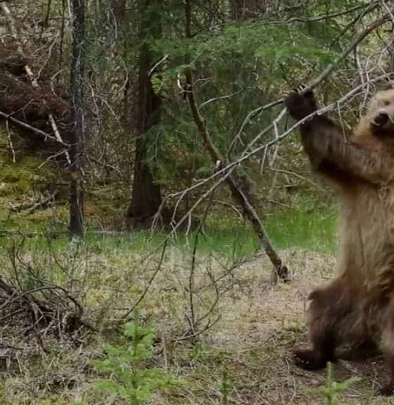 osos-bailadores-bbc
