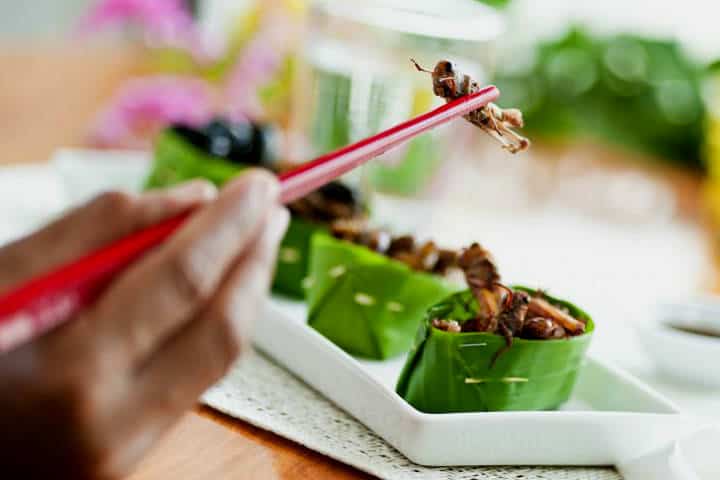 comida-insectos