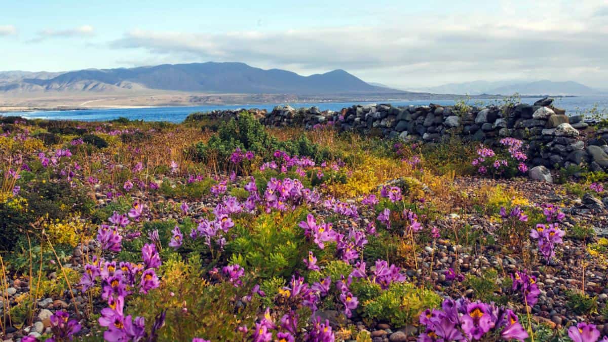 Flores del desierto de Atacama en Chile, conoce la flora de este lugar