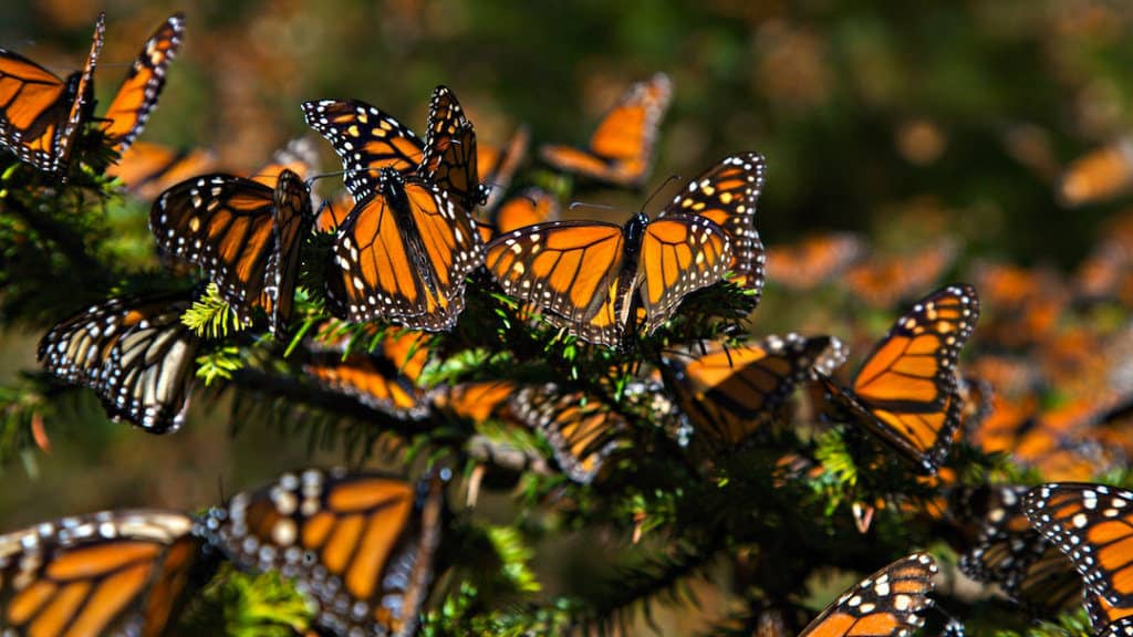 mariposas-monarca-michoacan