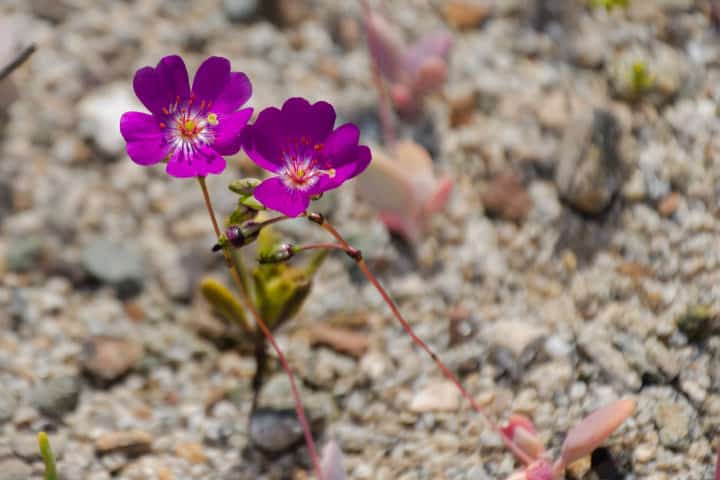 Flores del desierto de Atacama en Chile