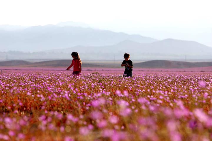 Flores del desierto de Atacama en Chile