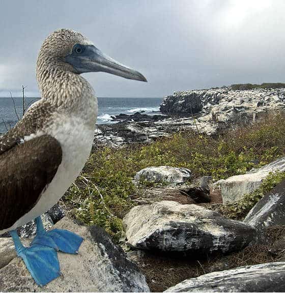 festival-aves-migratorias-riviera-nayarit