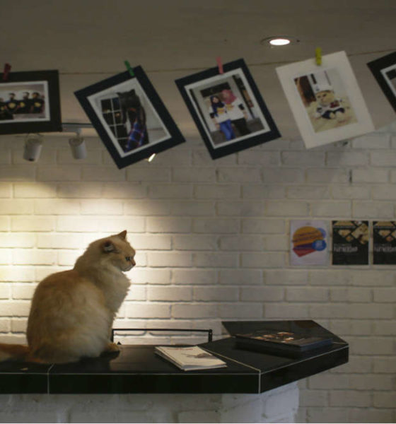 Portada.Hotel Catzonia exclusivo para gatos.Foto.Pinterest