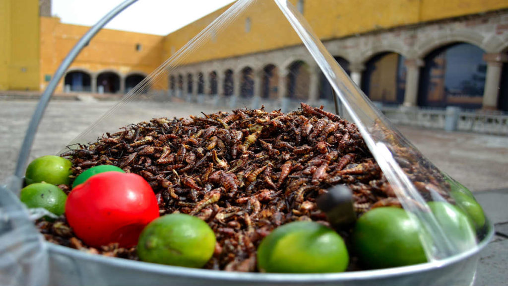 Portada.Chapulines un manjar de la gastronomía mexicana.Foto.Mirthyani Bezerra