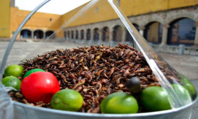 Portada.Chapulines un manjar de la gastronomía mexicana.Foto.Mirthyani Bezerra